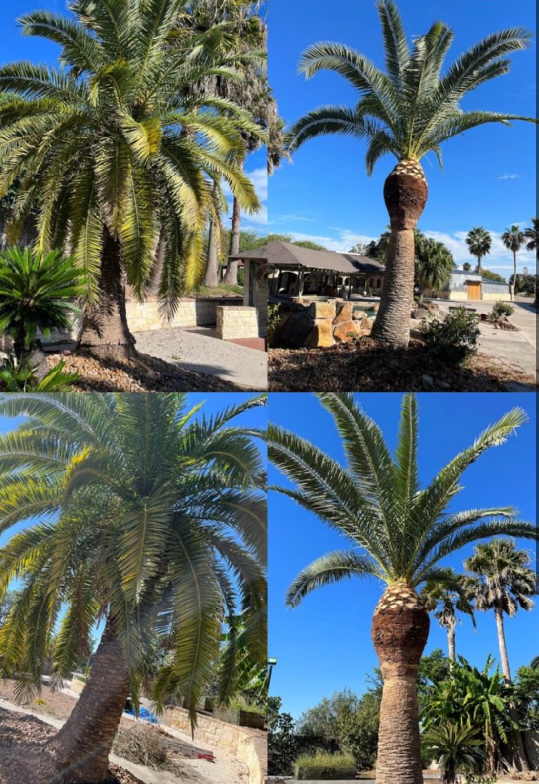 Palm trimming before and after — clean professional results