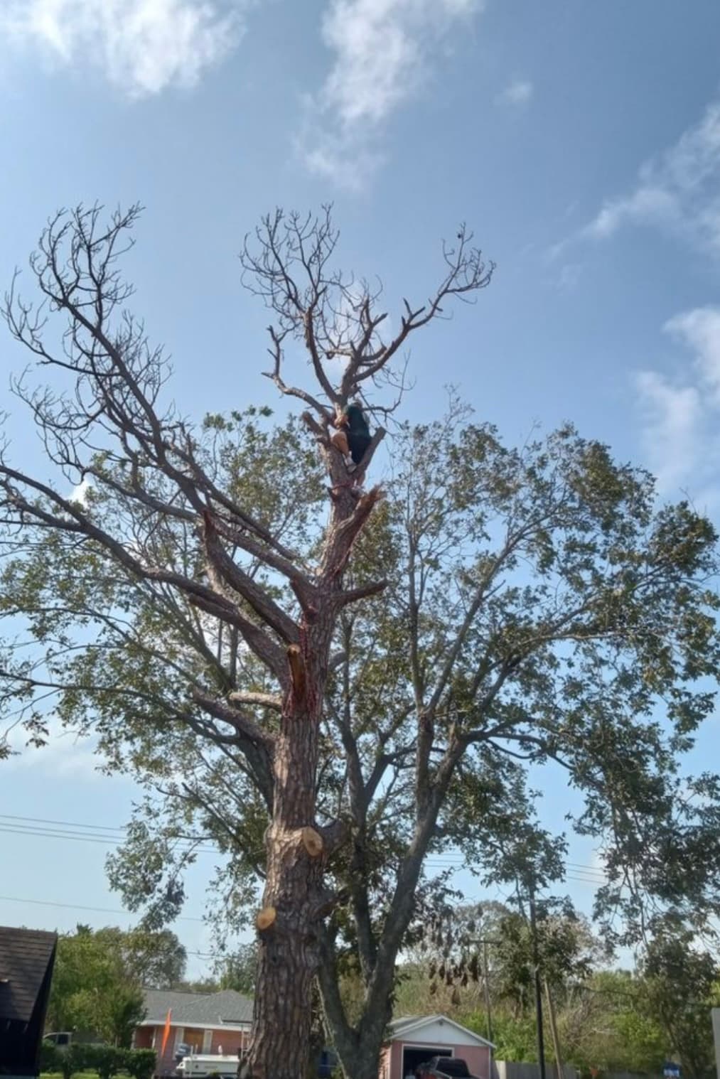 Full canopy tree removal in progress — large-scale job