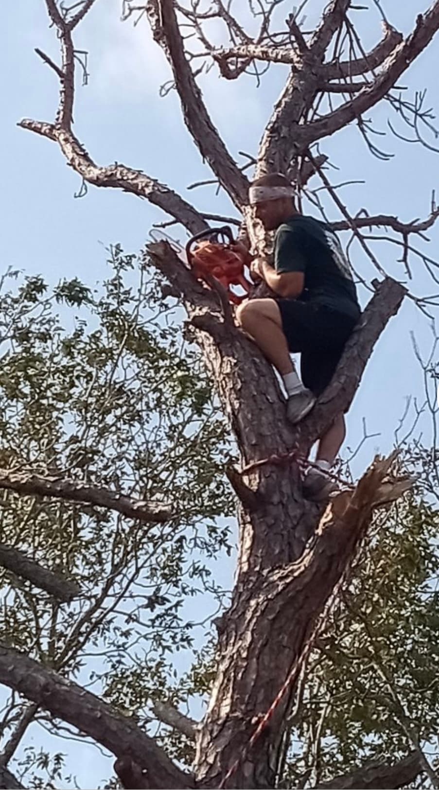 Climber high in an oak tree with chainsaw — skilled aerial work